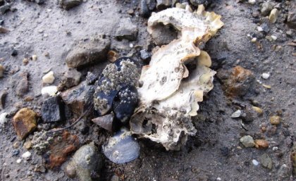 Beach mussels from Southport, Tasmania